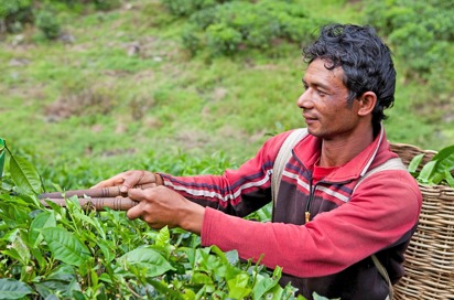 malaysia - cameron highlands_teplantage_02