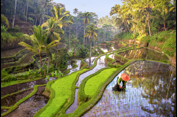 bali - ubud_rismark_40