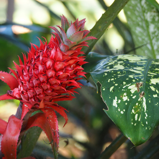 Uganda Entebbe Botanical Gardens Pineapple Fruit