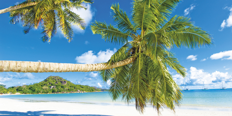 seychellerne - praslin island_palme_strand_01