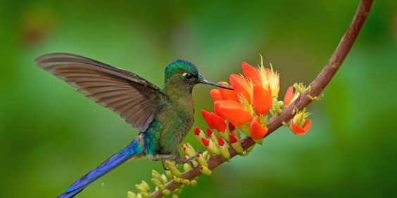 colombia - colombia_tayrona_fugl_02