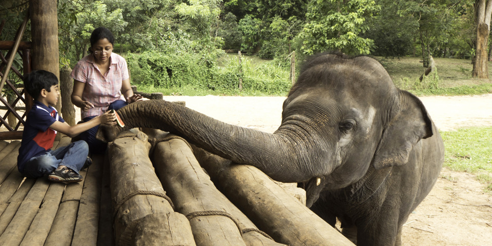 sri lanka - kandy_pinnawela elephant orphanage_01