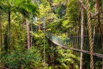 Taman Negara regnskoven