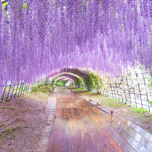 Wisteria Flower Tunnel Fukuoka