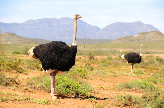 sydafrika - sydafrika_natur_struds_07