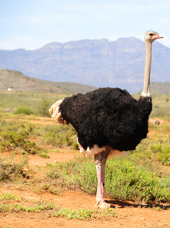 sydafrika - sydafrika_natur_struds_07