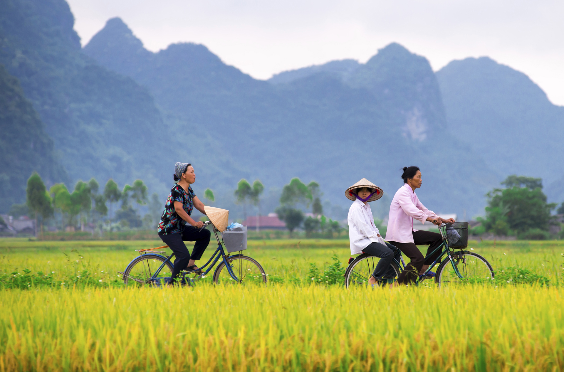 vietnam - vietnam_rismark_cykel_01