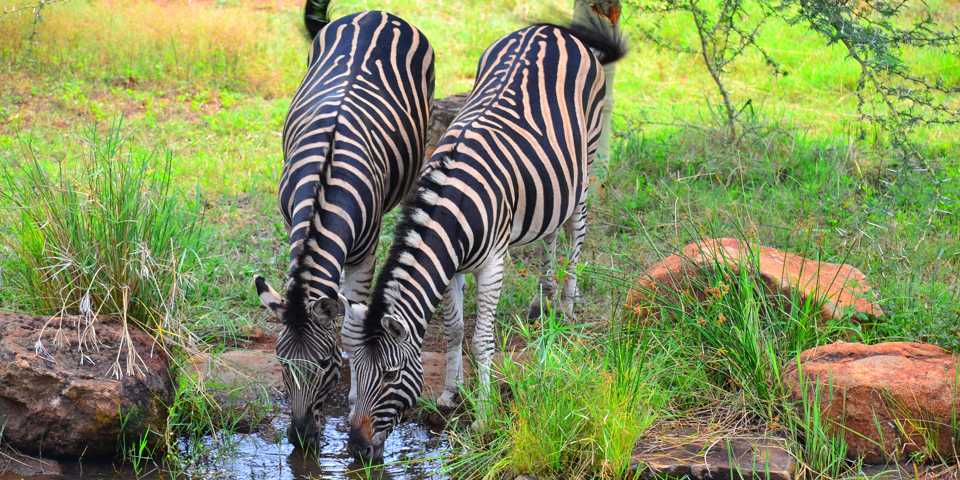 sydafrika - sydafrika_pilanesberg_zebra_01