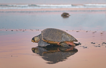 costa rica - skildpadde_10