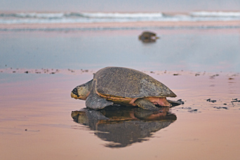costa rica - skildpadde_10