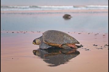 costa rica - skildpadde_10