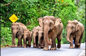 thailand - khao yai national park_elefanter_03