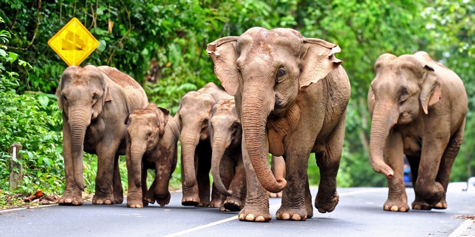 thailand - khao yai national park_elefanter_03