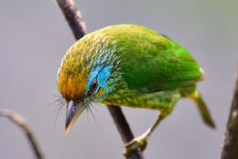 Gal Oya National Park Fugl