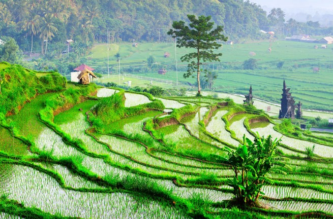 bali - ubud_rismark_17