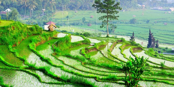 bali - ubud_rismark_17