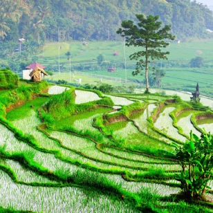 bali - ubud_rismark_17