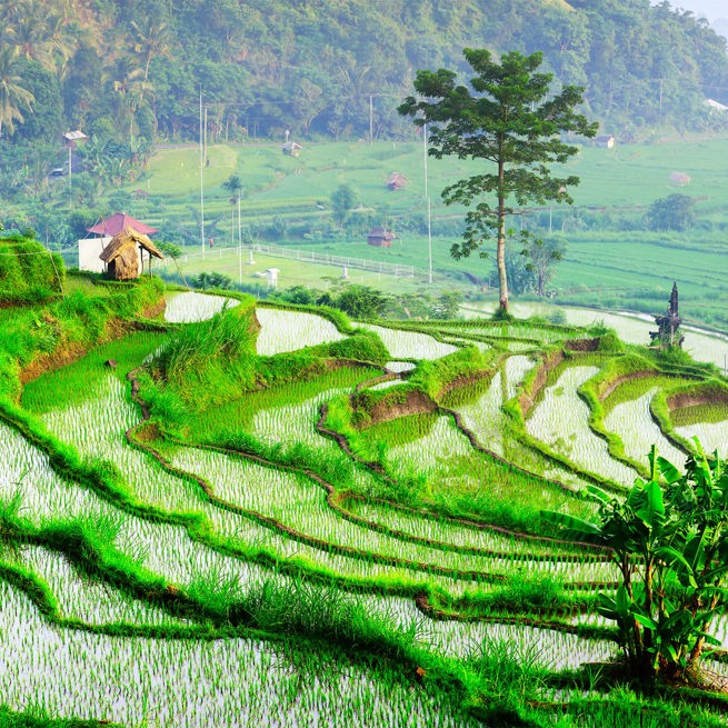 bali - ubud_rismark_17