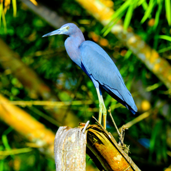 costa rica - corcovado national park_blue heron_01