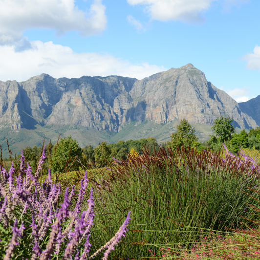 sydafrika - stellenbosch_vingaard_udsigt_02