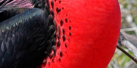 galapagos_fugl_magnificent frigatebird_01