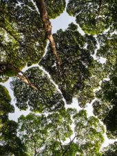 FRIM Regnskov Kuala Lumpur 02