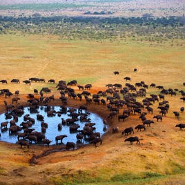 sydafrika - kapama game reserve_boefler_01