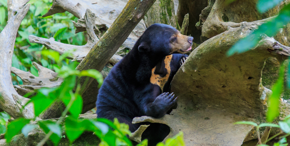 borneo_solbjoern_01