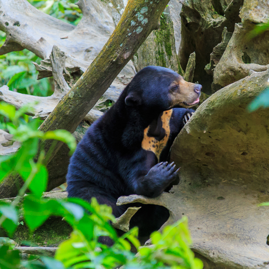 borneo_solbjoern_01