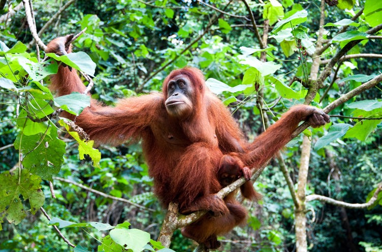 Indonesien - sumatra_bukit lawang_orangutang_05