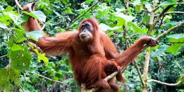 Indonesien - sumatra_bukit lawang_orangutang_05