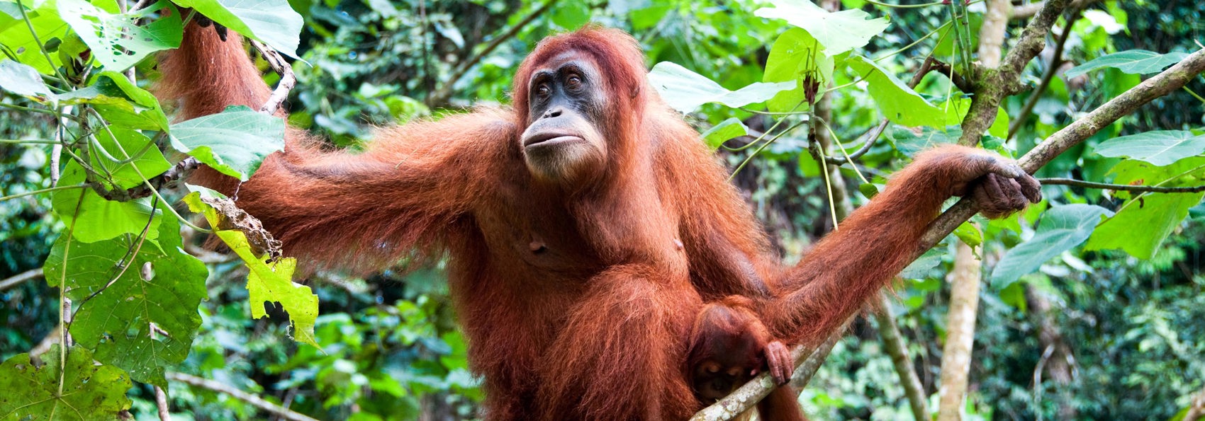 Indonesien - sumatra_bukit lawang_orangutang_05