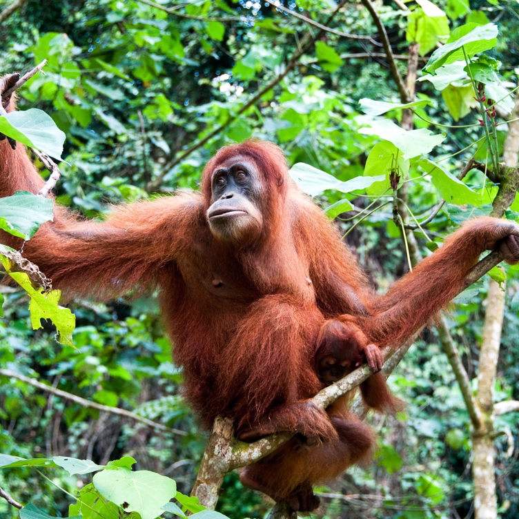 Indonesien - sumatra_bukit lawang_orangutang_05