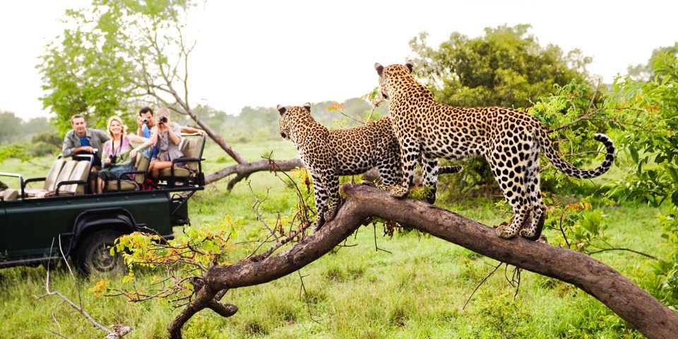 sydafrika - sydafrika_natur_gepard_mennesker_01