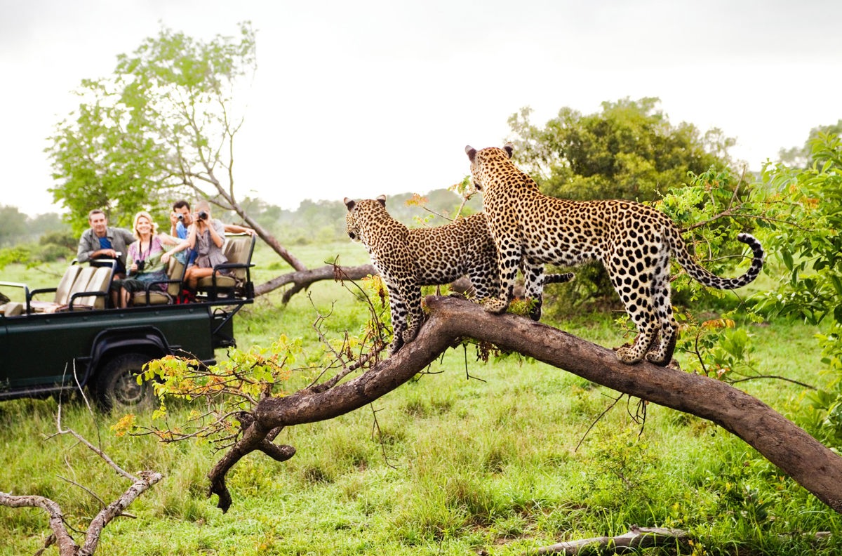 Milima MILIMA Safari Lodge og Cape Town | Rejs til Sydafrika - se The Big 5