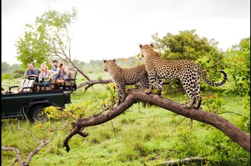 sydafrika - sydafrika_natur_gepard_mennesker_01