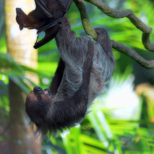 costa rica - manuel antonio national park_flying fox_01