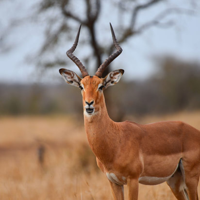 Sydafrika Antilope