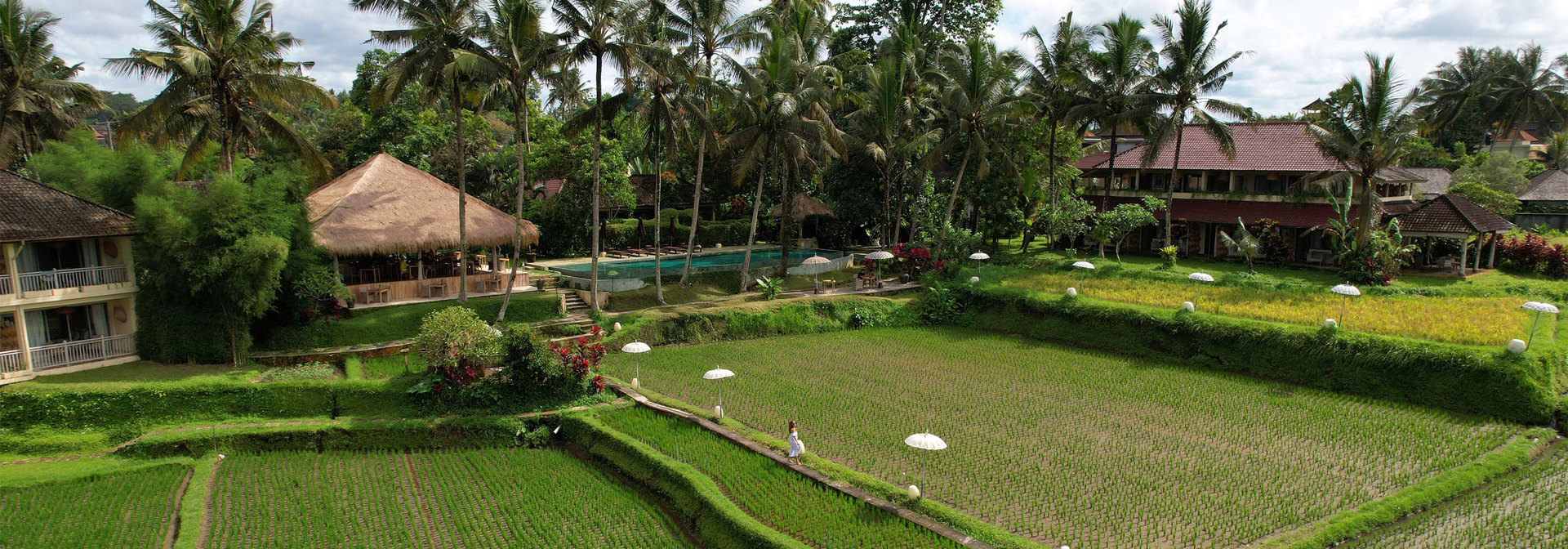 Rice Fields Aerial