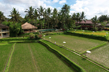 Rice Fields Aerial