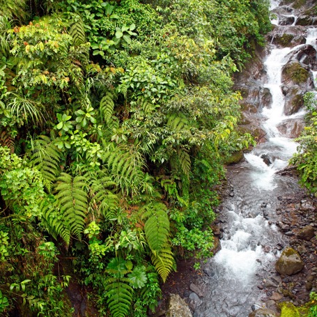 ecuador_regnskov_vandloeb_02
