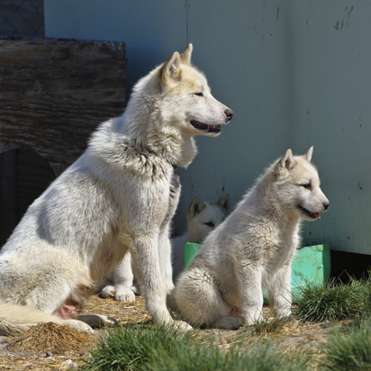 hund_02