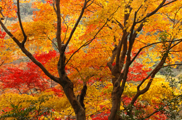 japan - kyoto_roed ahorntrae_06