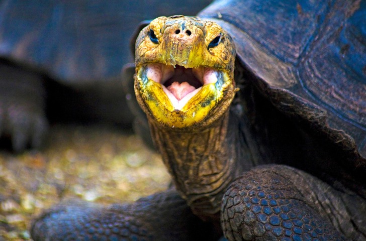 galapagos_skildpadde_13