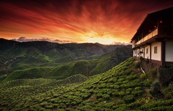 malaysia - cameron_te plantage_02