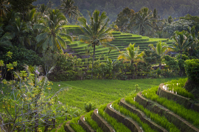 bali - Belimbing_rismark_01