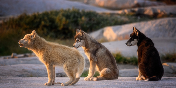 hunde_11