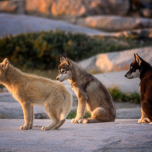 hunde_11