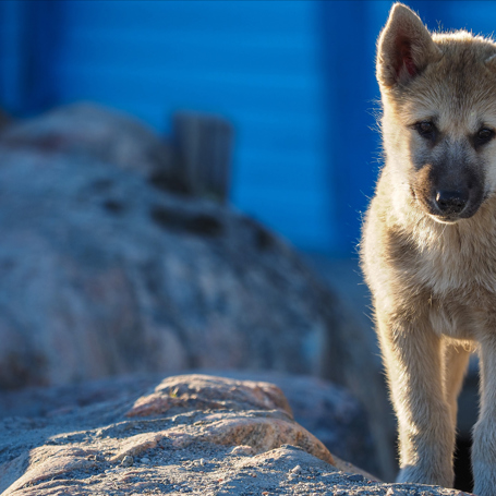 hund_04