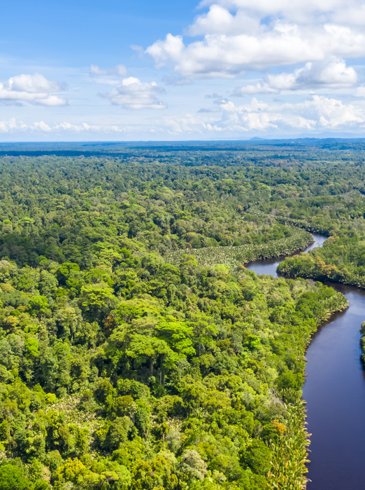 Borneo Regnskov 03